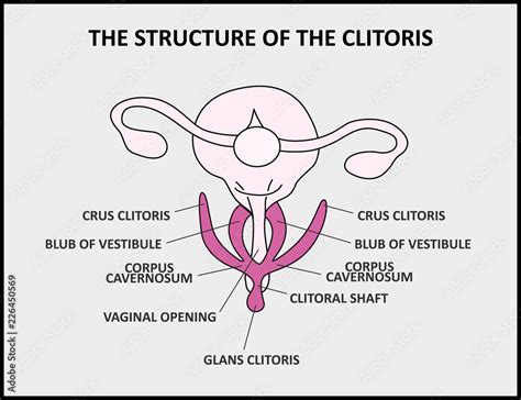 clit real|The Clitoris: Anatomy and 3D Illustrations .